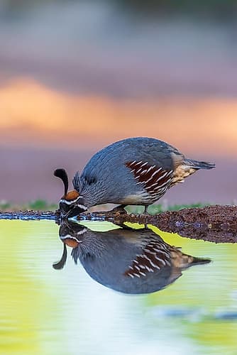 Gambels Quail male drinking at water-Pima County-Arizona Spirits Print